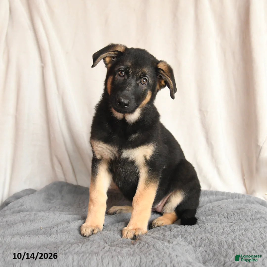 German Shepherd dogs for sale: Lucy - Ad 1