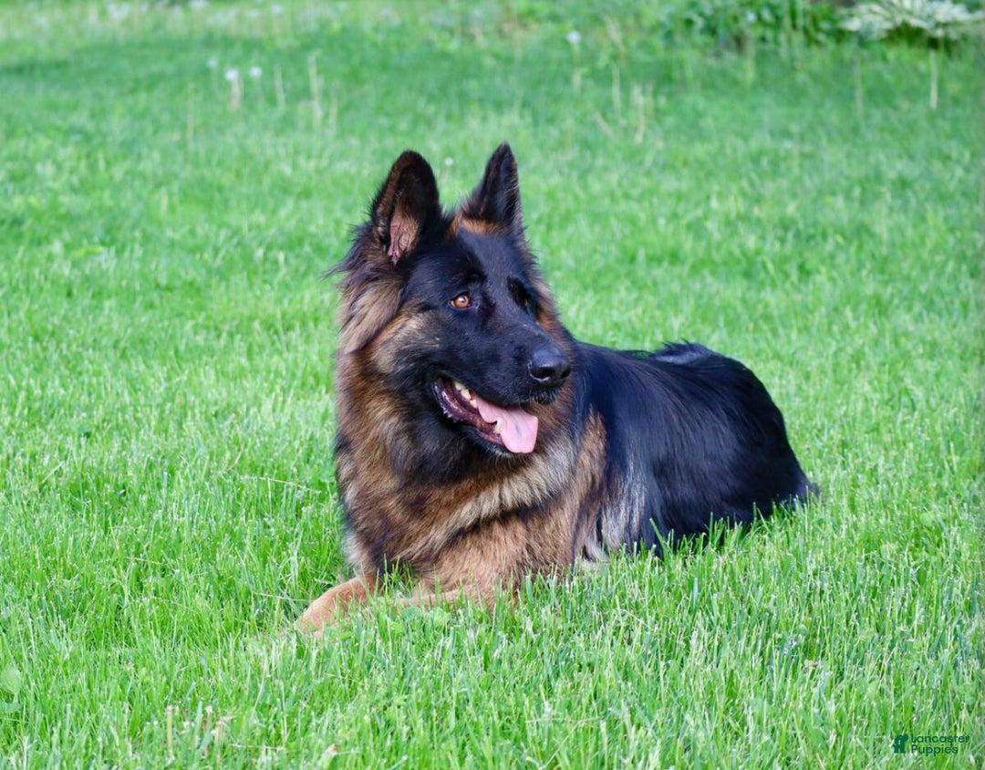 German Shepherd dogs for sale: Max - Ad 3