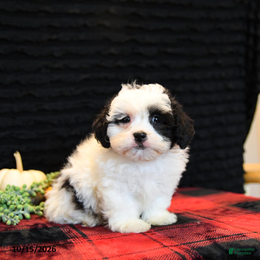 Teddy Bear dogs for sale: Peter - Ad 1