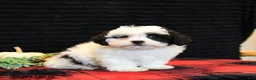 Teddy Bear dogs for sale: Peter - Ad 1