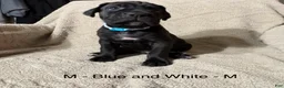 Cane Corso dogs for sale: Blue&White - Ad 2