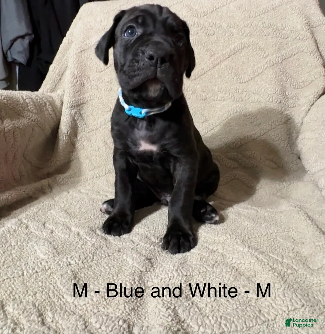 Cane Corso dogs for sale: Blue&White - Ad 2