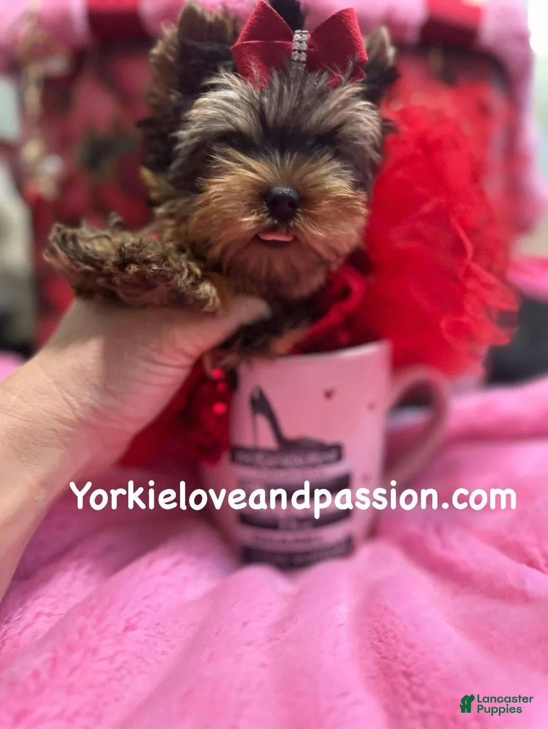 Yorkshire Terrier dogs for sale: Yorkshire Terrier Puppy 3 - Ad 5