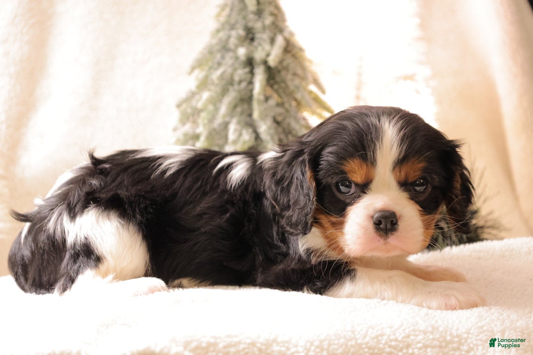 Cavalier King Charles Spaniel dogs for sale: Casper - Ad 5