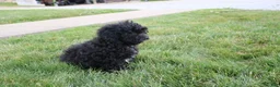 Toy Poodle dogs for sale: Sadie - Ad 6