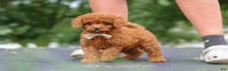 Cavapoo dogs for sale: Wallen - Ad 14