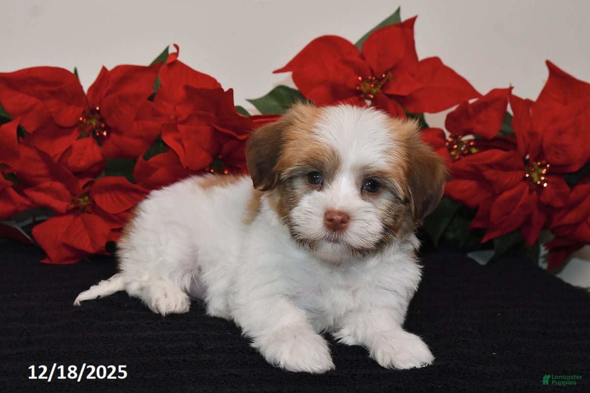 Havanese dogs Betty   - Ad 29