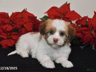 Havanese dogs Betty - Ad 34