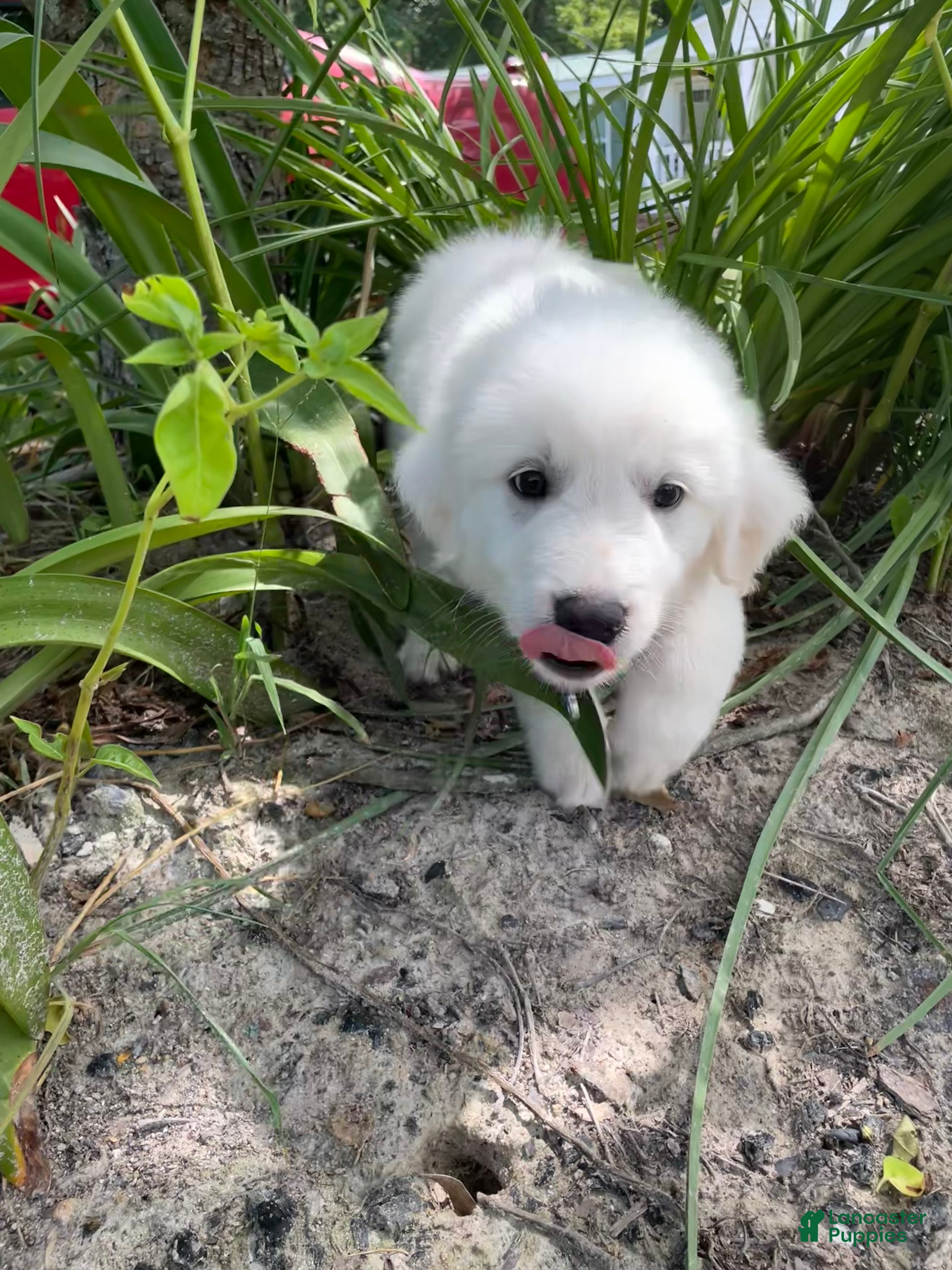 Mixed Breed dogs Abby  - Ad 1