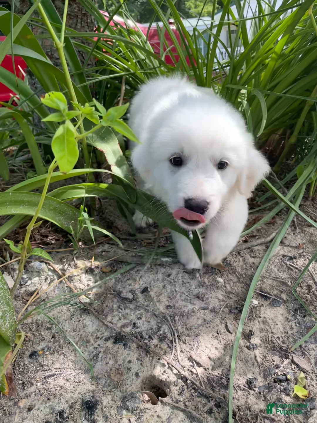 Mixed Breed dogs for sale: Abby  - Ad 1