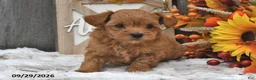 Shihpoo dogs for sale: Max - Ad 4