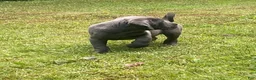 Cane Corso dogs for sale:  Titan - Ad 4