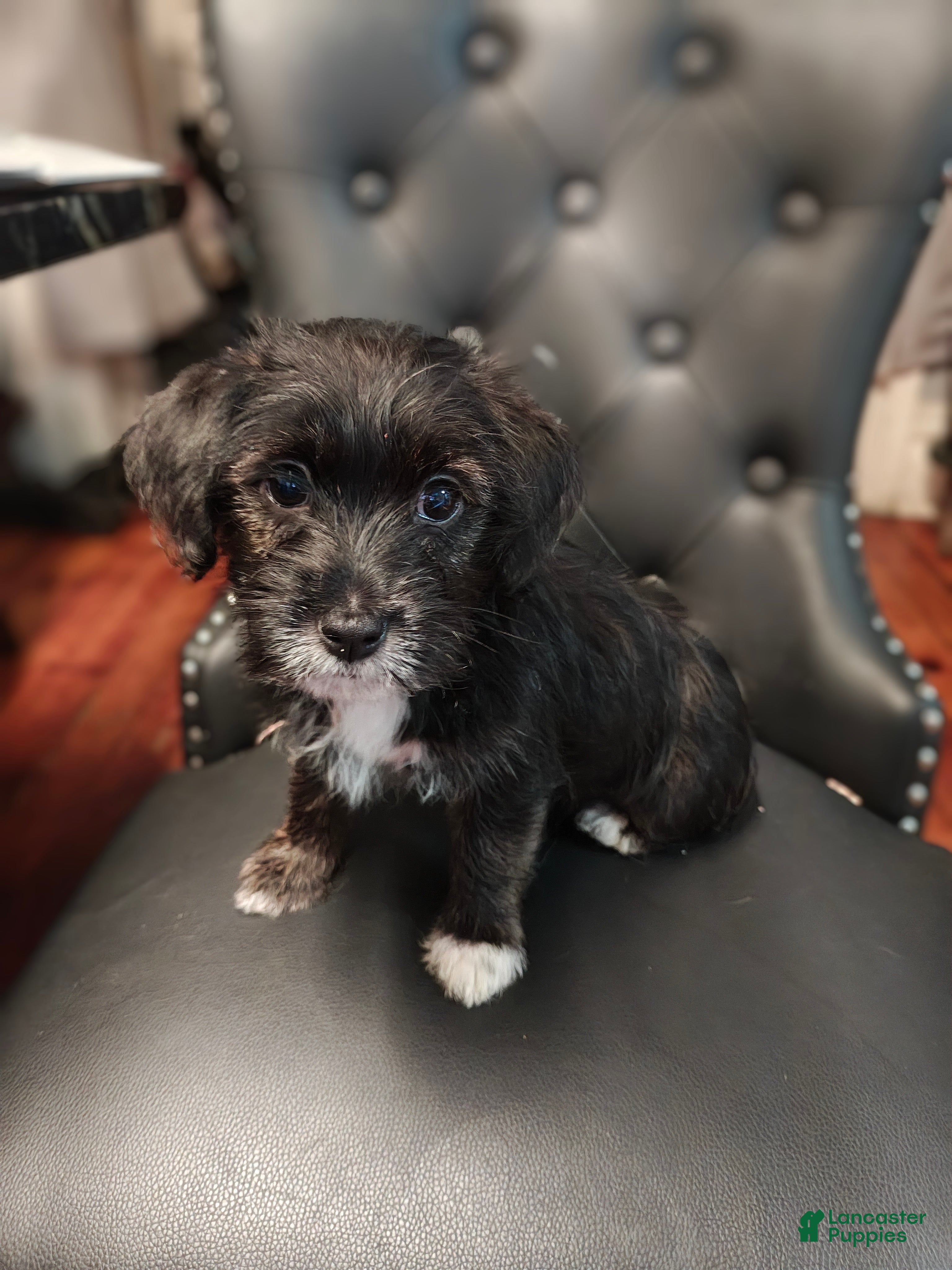 Mixed Breed dogs for sale: Mixed Breed 2 - Ad 1