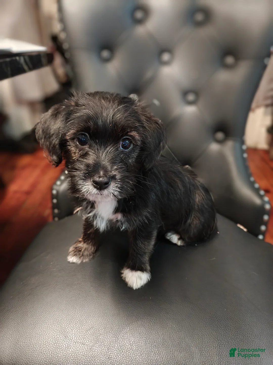 Mixed Breed dogs for sale: Mixed Breed 2 - Ad 1