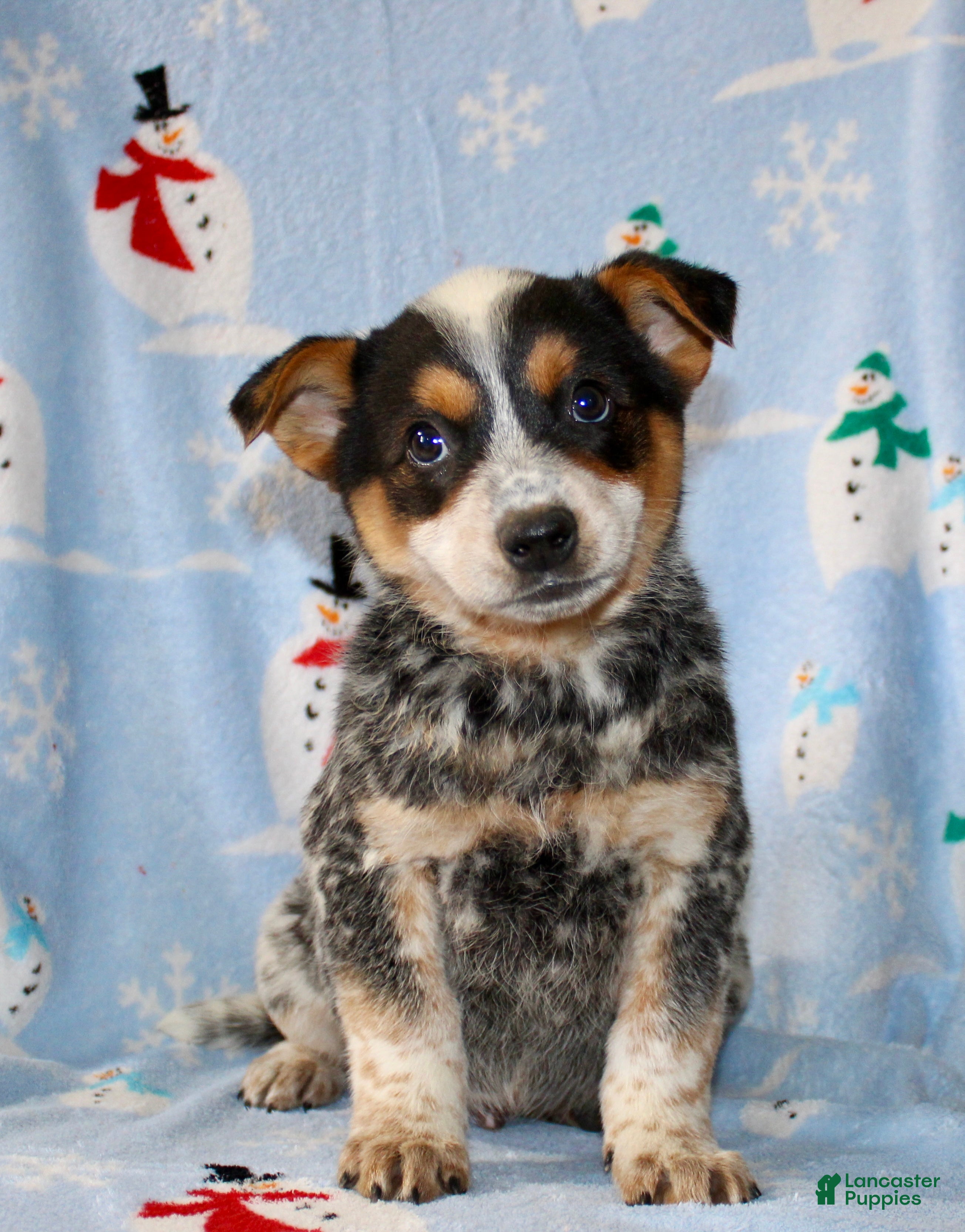 Australian Cattle Dog dogs Teddy - Ad 16