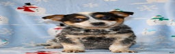Australian Cattle Dog dogs for sale: Teddy - Ad 1