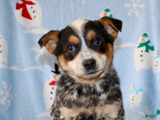 Australian Cattle Dog dogs - Ad 5