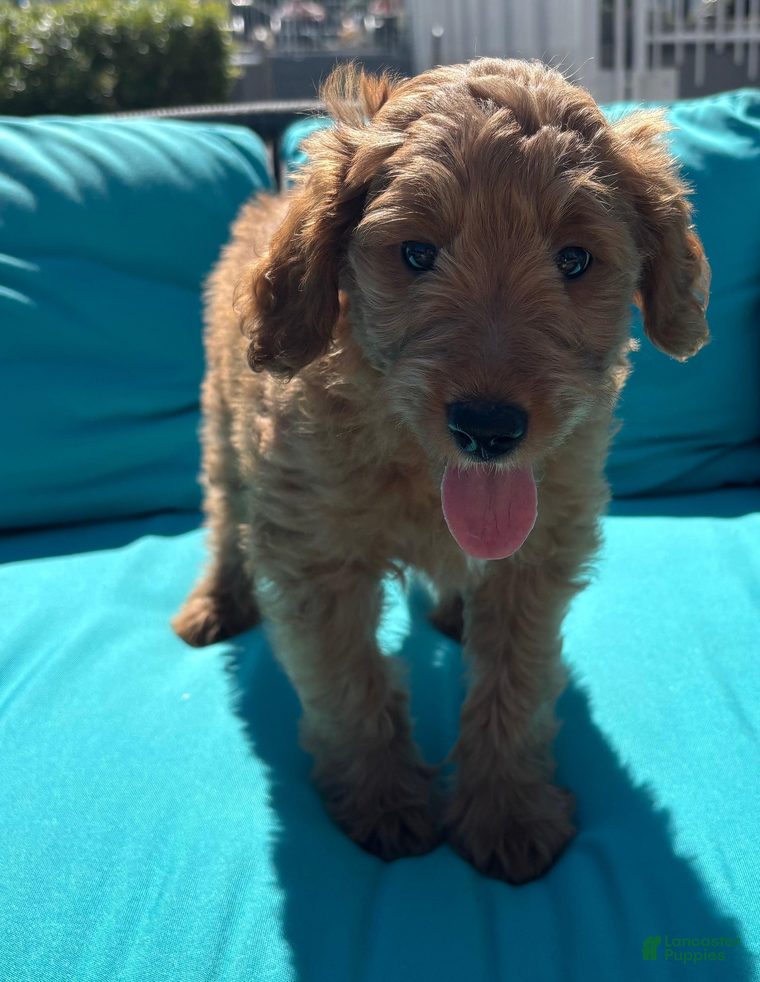 Mini Goldendoodle dogs Ruby  - Ad 1