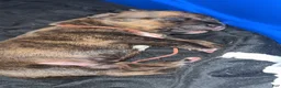 Mixed Breed dogs for sale: Mixed Breed 1 - Ad 3