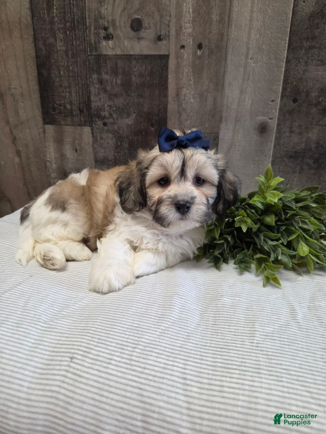 Teddy Bear dogs for sale: Sheila - Ad 6