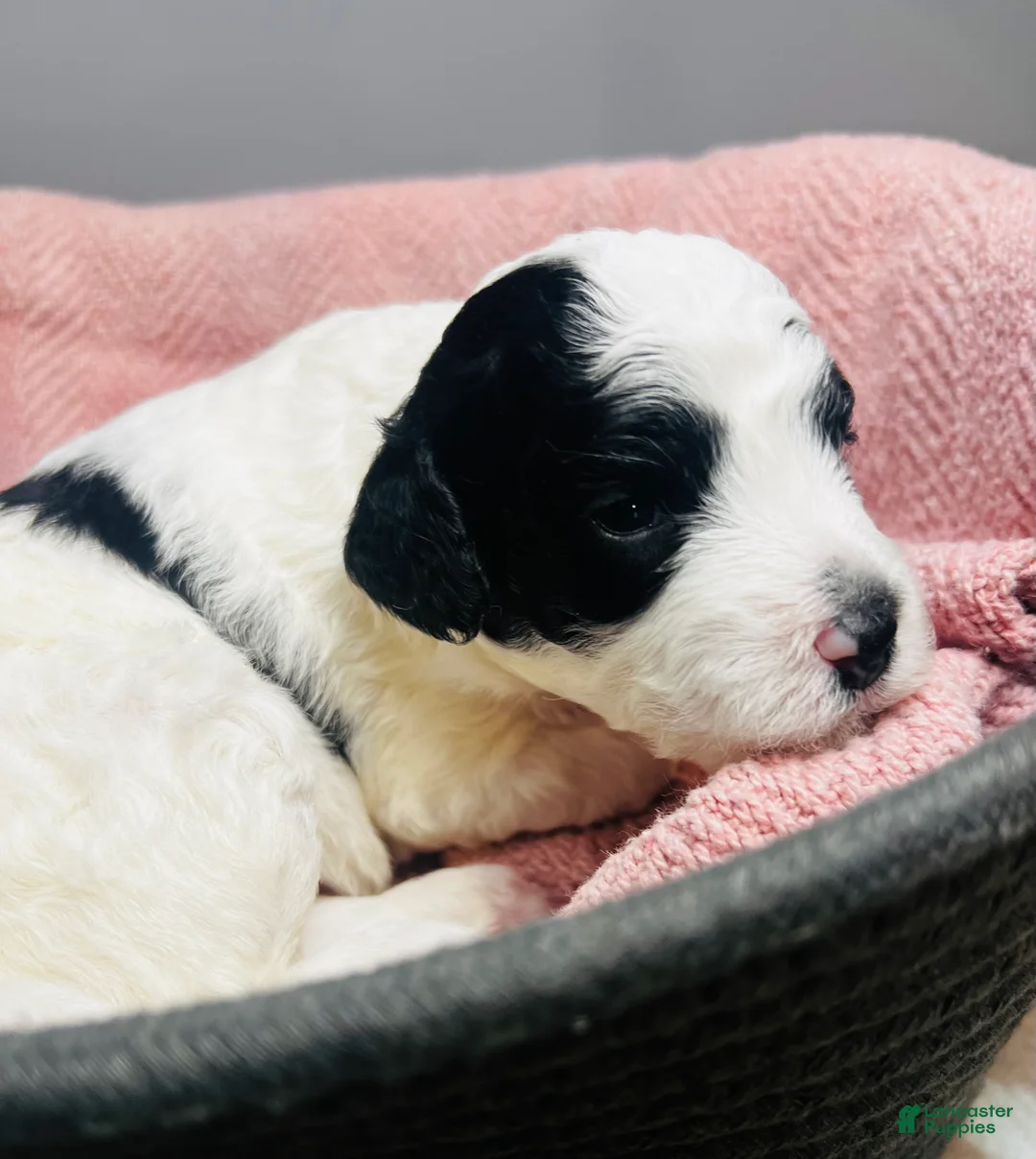 Mini Sheepadoodle dogs for sale: Mini Sheepadoodle Puppy Pick Spot #6 - Ad 6