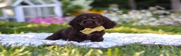 Cocker Spaniel dogs for sale: Archie - Ad 8