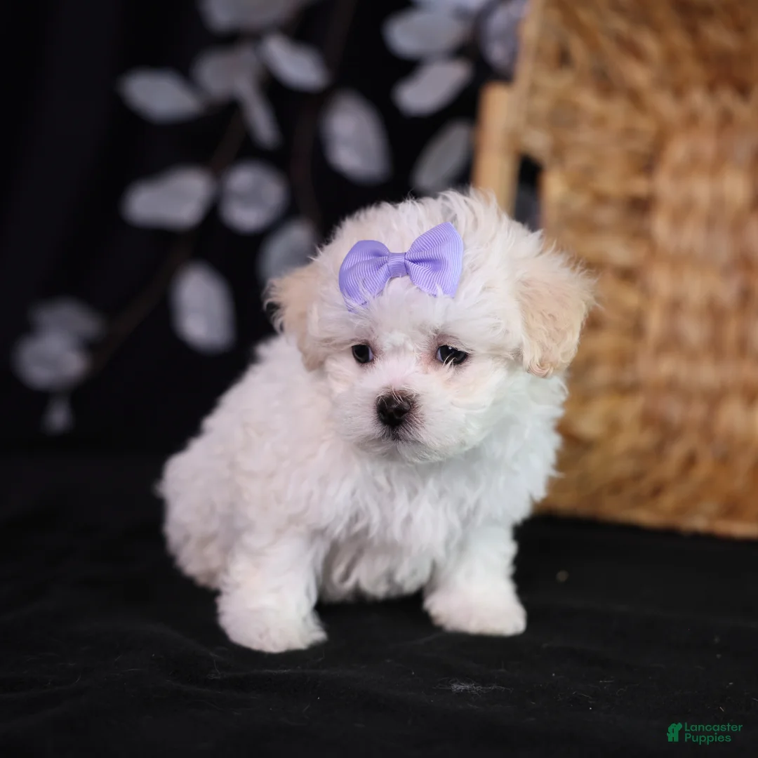 Teddy Bear dogs for sale: Caroline - Ad 5