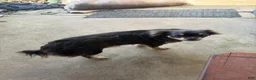 Chihuahua dogs for sale: Chihuahua 1 - Ad 1