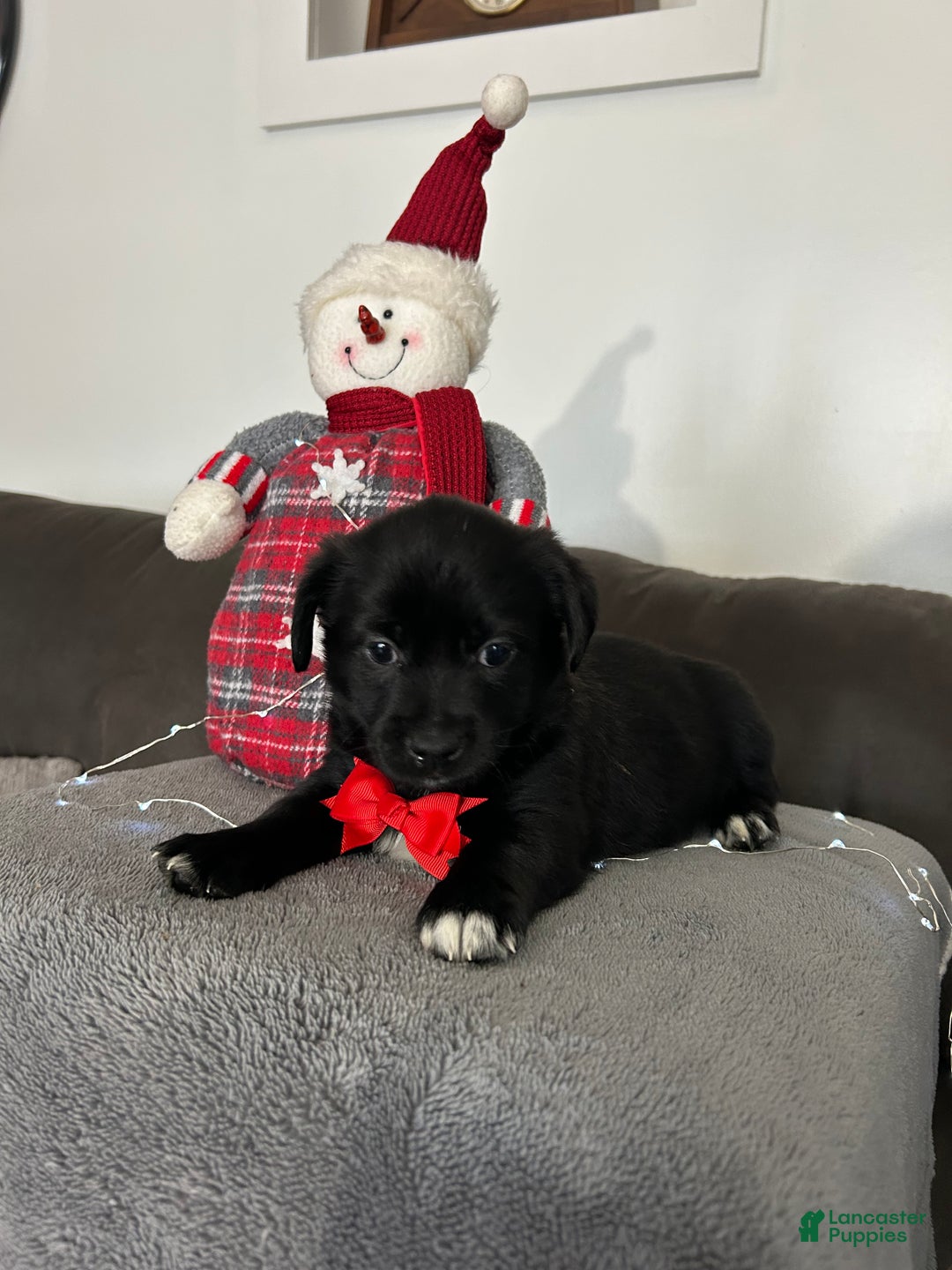 Mixed Breed dogs for sale: Coco - Ad 1