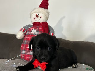 Mixed Breed dogs Coco - Ad 7