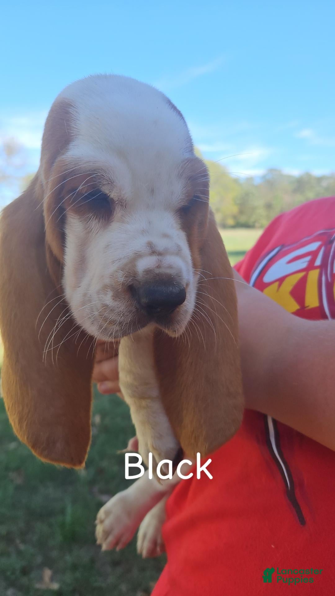 Basset Hound dogs for sale: Basset Hound-Black - Ad 1
