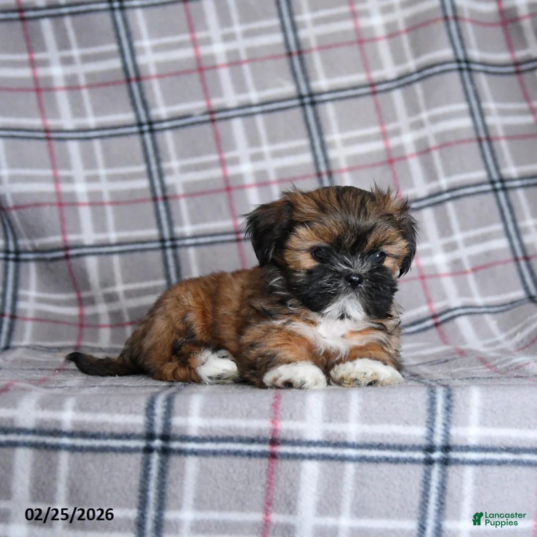 Shih Tzu dogs for sale: Sofie - Ad 3