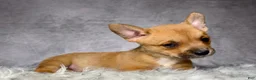 Mixed Breed dogs for sale: Miss Lacy - Ad 5