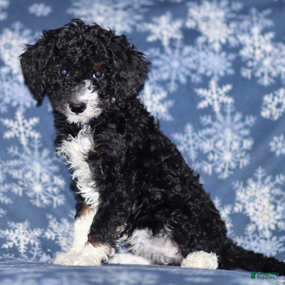 Sheepadoodle dogs for sale: Kelly - Ad 3