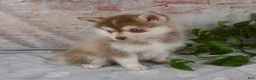 Pomsky dogs for sale: Gloria - Ad 5