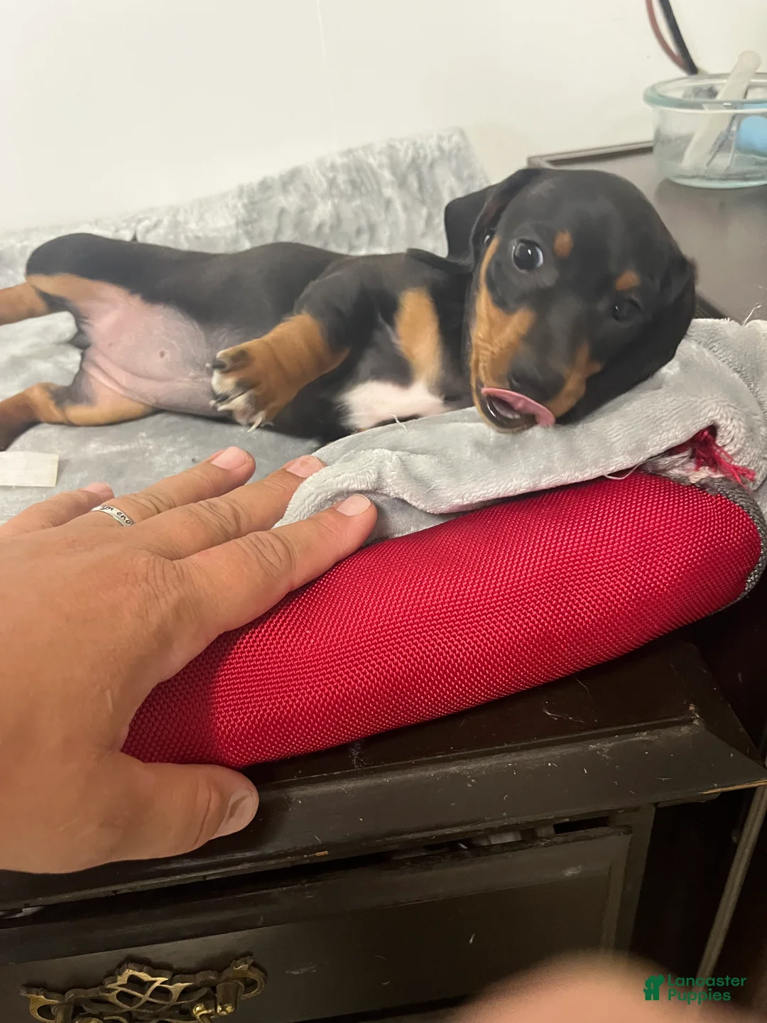 Miniature Dachshund dogs for sale: Gail - Ad 2