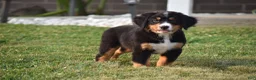 Bernese Mountain Dog dogs for sale: Trevor - Ad 7