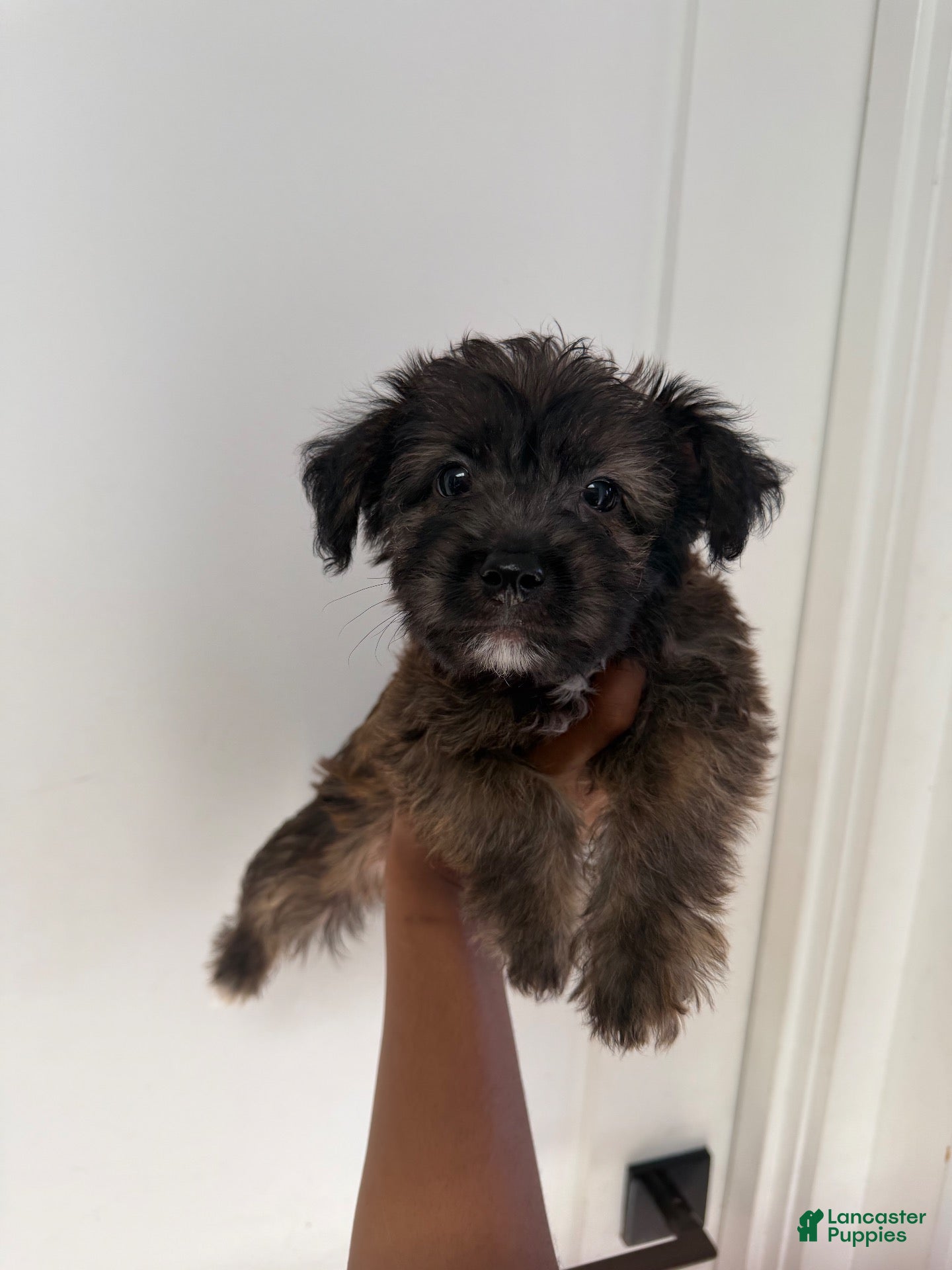 Mixed Breed dogs Mixed Breed 3 - Ad 25