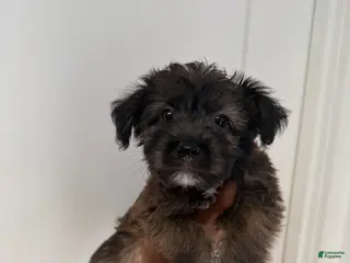 Mixed Breed dogs Mixed Breed 3 - Ad 25