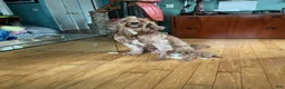 Goldendoodle dogs for sale: CHANEL  - Ad 22