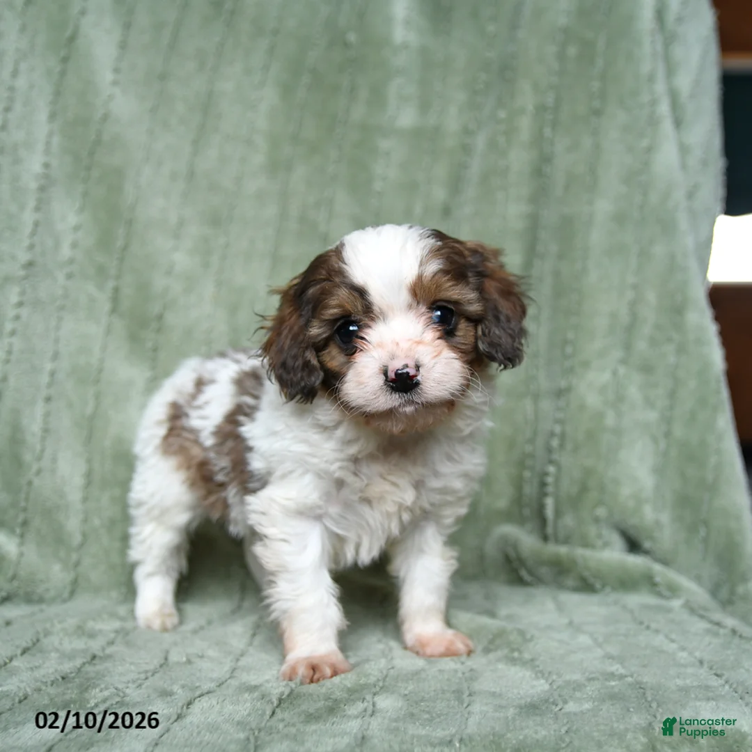 Cavapoo dogs for sale: Baldo - Ad 3
