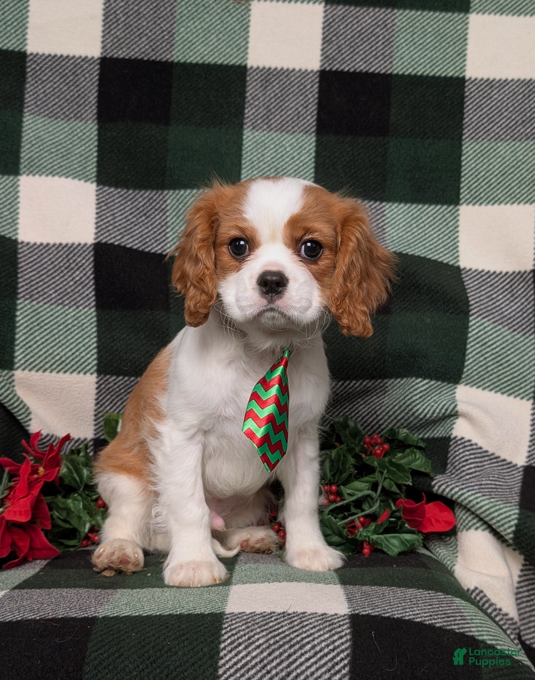 Cavalier King Charles Spaniel dogs for sale: Watkins - Ad 3