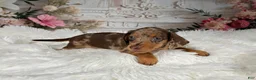 Miniature Dachshund dogs for sale: AKC-Charlotte - Ad 2