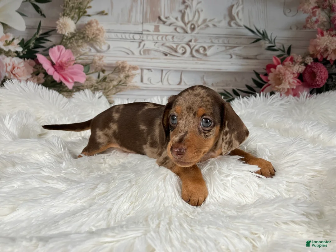 Miniature Dachshund dogs for sale: AKC-Charlotte - Ad 2