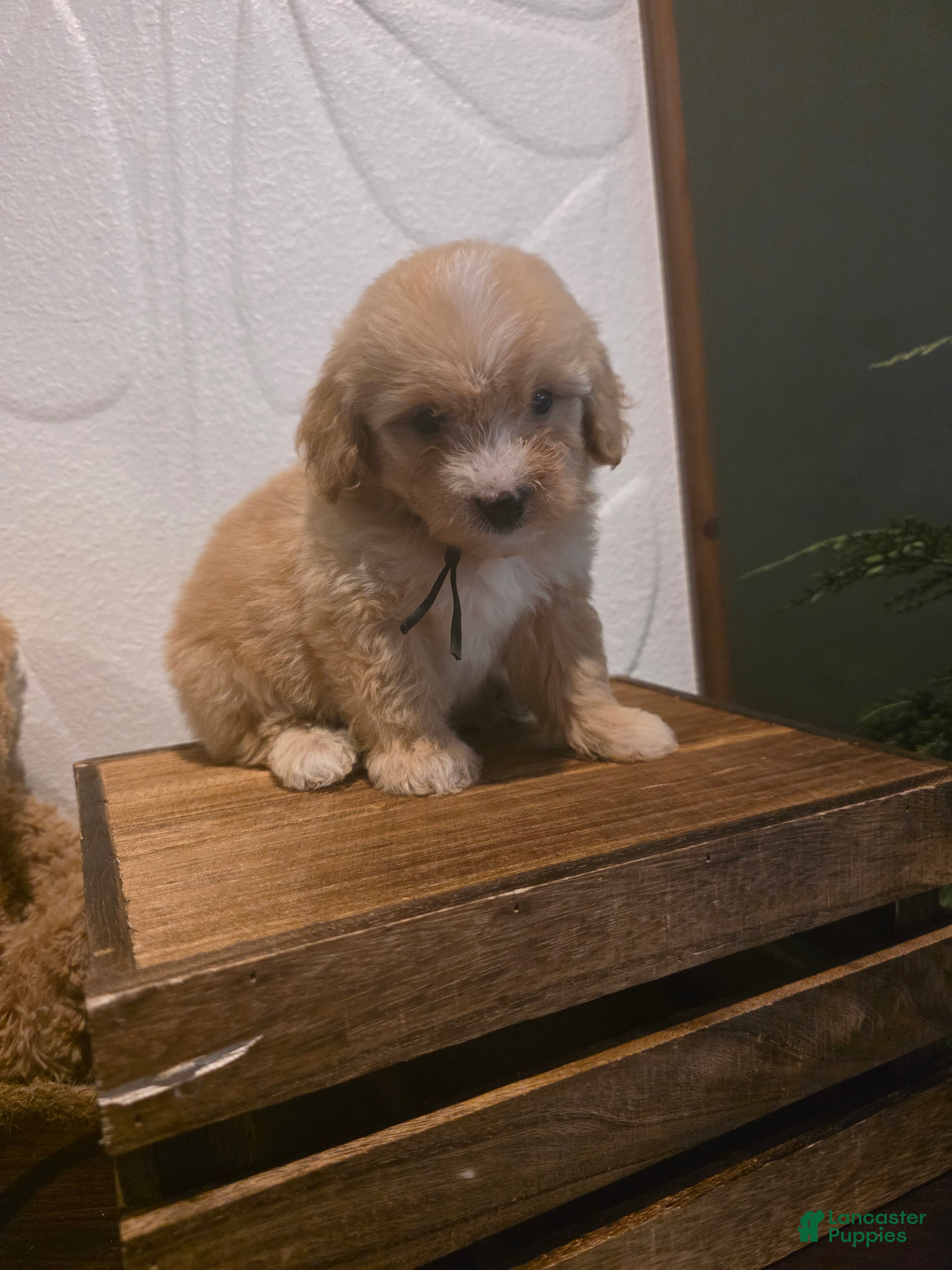 Mini Goldendoodle dogs Black collar Boy  - Ad 2