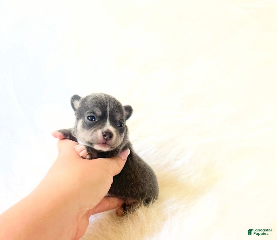 Chihuahua dogs AKC Bluey - Ad 9