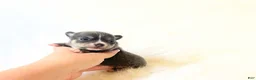 Chihuahua dogs for sale: AKC Bluey - Ad 1