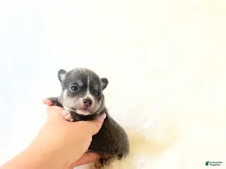 Chihuahua dogs AKC Bluey - Ad 14