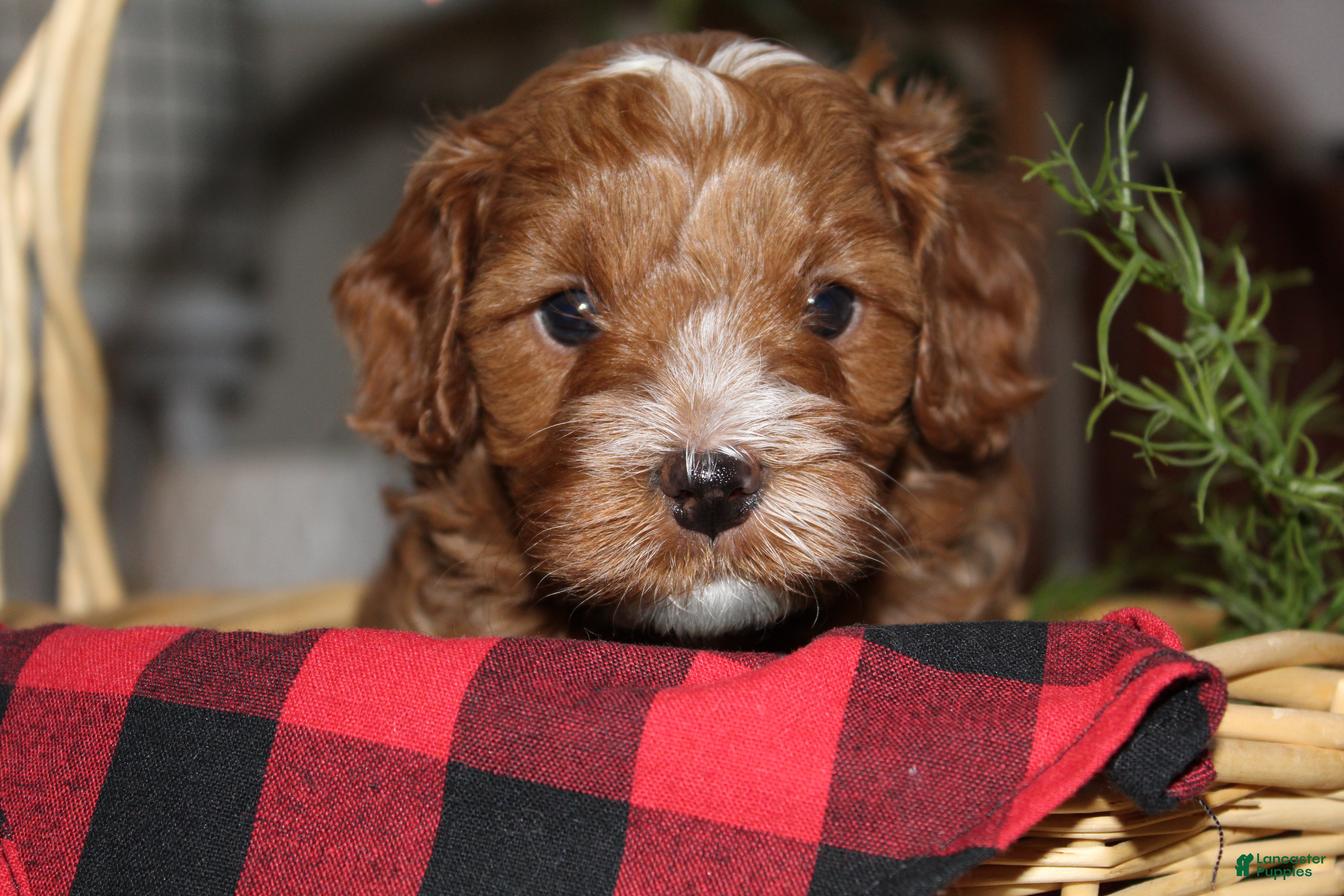 Cavapoo dogs Jingle - F1B Cavapoo Male - Ad 26