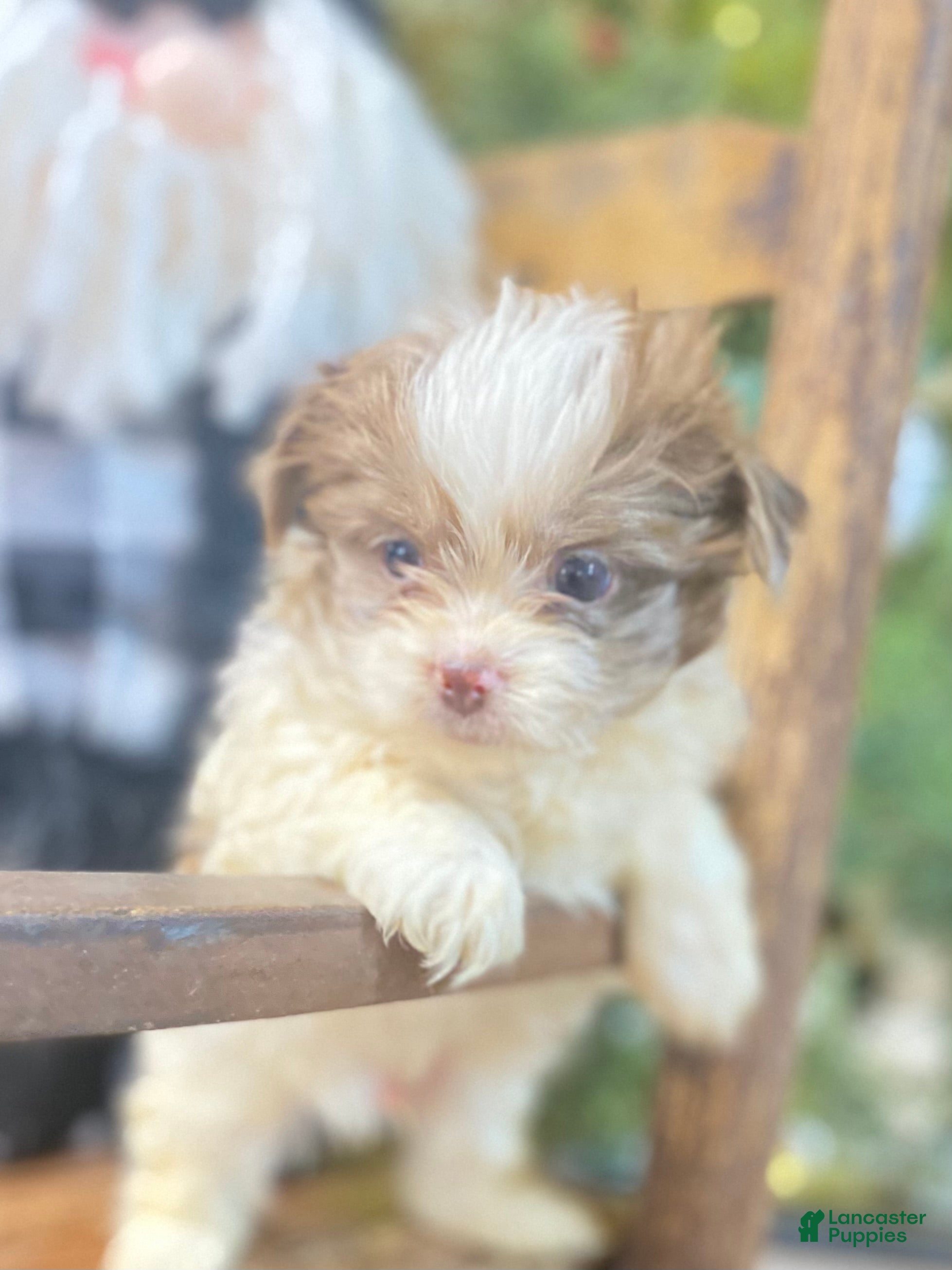 Mixed Breed dogs Mixed Breed Puppy 2 - Ad 13